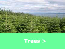 Tree Page