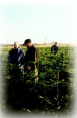 Inspecting trees