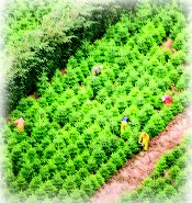 Weeding and pruning